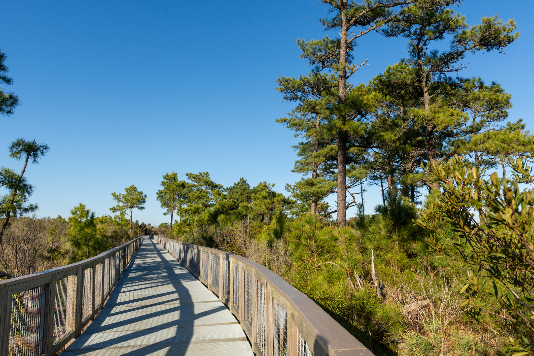 Cape Henlopen State Park bike trail in Lewes