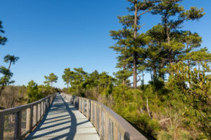 Cape Henlopen State Park